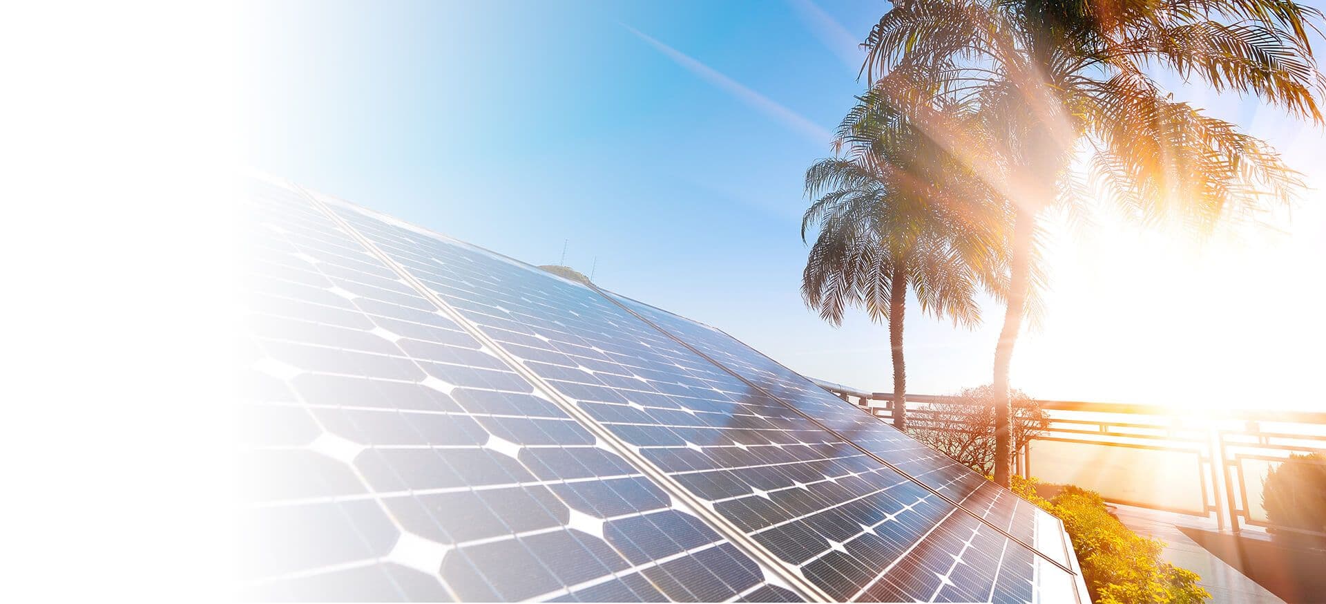 Solar panels with palm trees in the background.